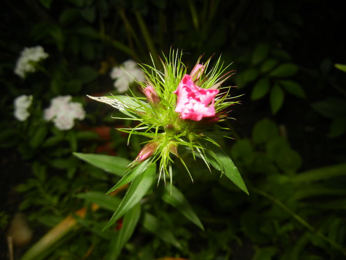 Dianthus barbatus (2016, May 27)