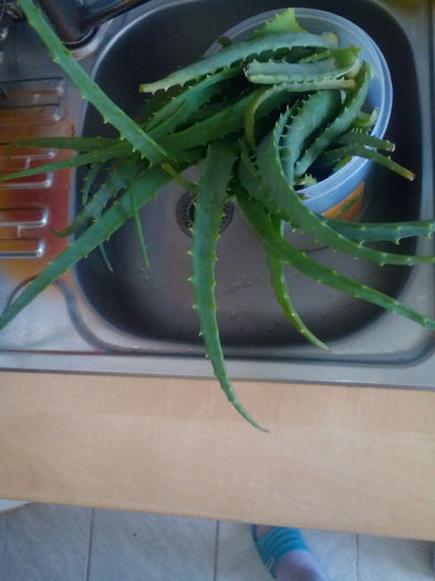 Aloe ptr. macerat 2