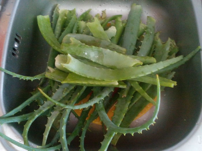 Aloe ptr. macerat 3