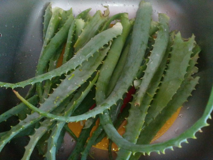 Aloe ptr. macerat 5