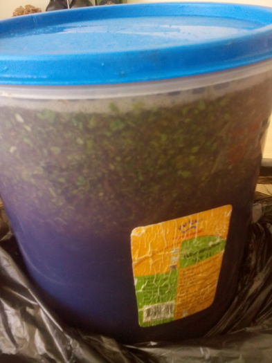 Macerat de Aloe (Aloe,miere si vin) 3