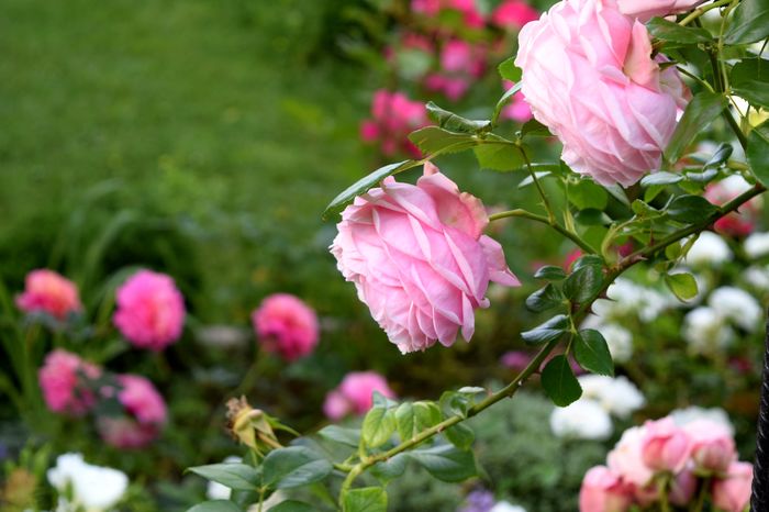 Giardina - 2016 Trandafiri_Mai