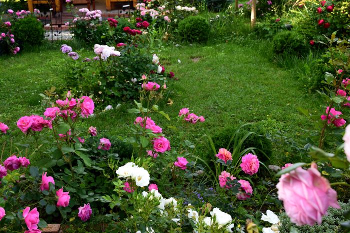 DSC_0042 - 2016 Trandafiri_Mai