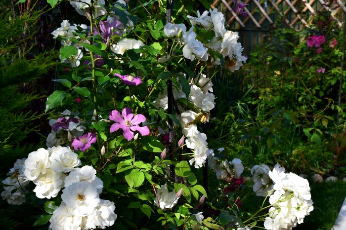 Iceberg si Comtesse Bouchard - 2016 Trandafiri_Mai