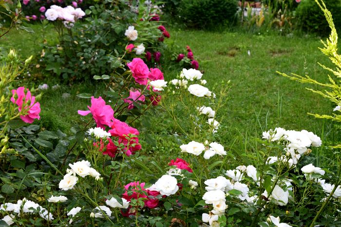 DSC_0044 - 2016 Trandafiri_Mai