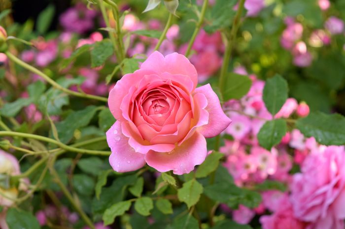 Jubilee Celebration - 2016 Trandafiri_Mai