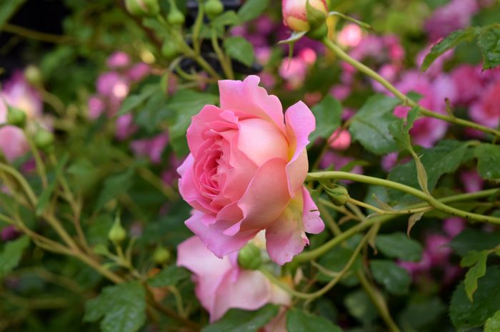 Jubilee Celebration - 2016 Trandafiri_Mai