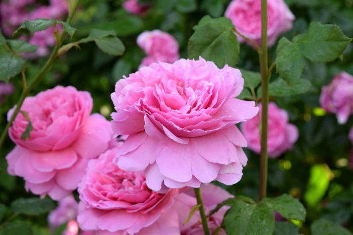 Princess Alexandra of Kent - 2016 Trandafiri_Mai