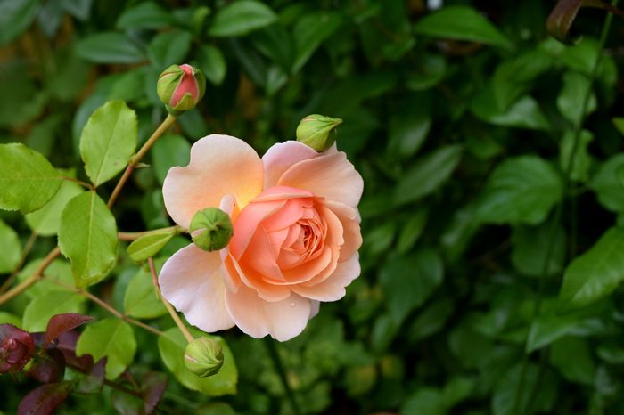 Elisabeth Stuart - 2016 Trandafiri_Mai