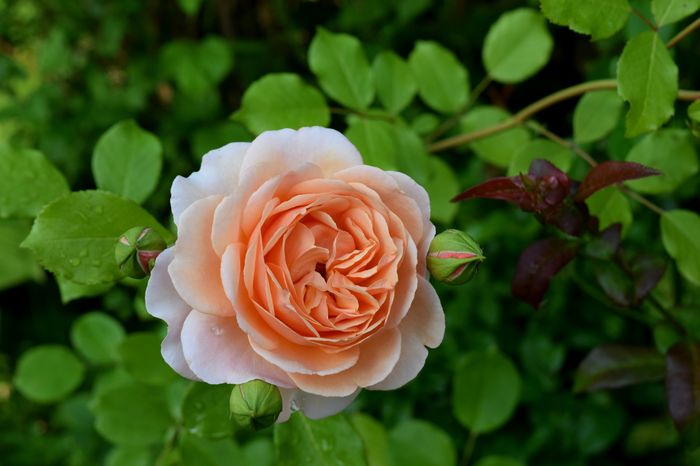 Elisabeth Stuart - 2016 Trandafiri_Mai