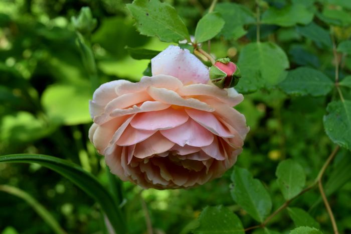 Elisabeth Stuart - 2016 Trandafiri_Mai