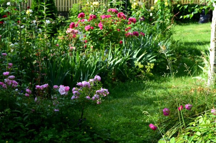 Bonica si Elmshorne - 2016 Trandafiri_Mai