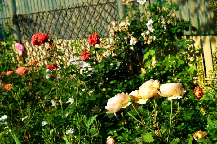 Summer Song si Jude dÓbscure - 2016 Trandafiri_Mai