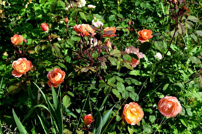 Lady Emma Hamilton - 2016 Trandafiri_Mai