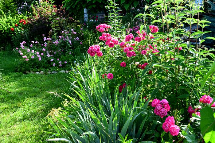 Bordure Magenta si Elmshorne