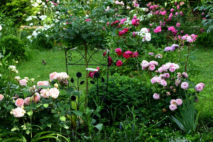 Chipendalle si William Christie - 2016 Trandafiri_Mai