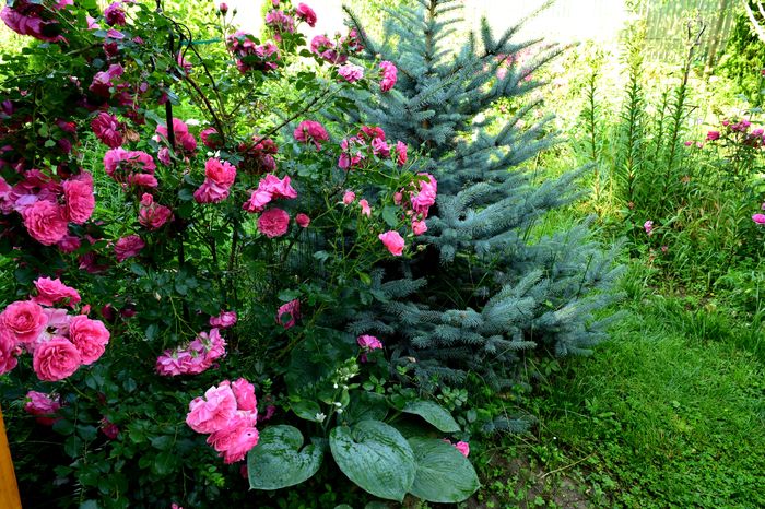 Rosarium Ueterson - 2016 Trandafiri_Mai