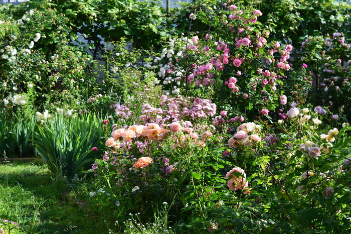 Rose MAry si Heavenly Pink