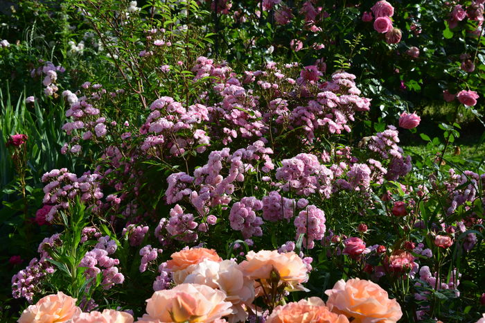 Heavenly Pink cu mii de flori ! - 2016 Trandafiri_Mai