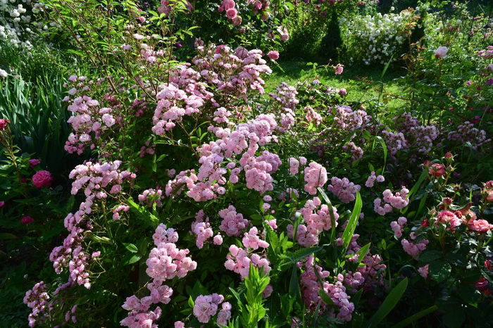 Heavenly Pink - 2016 Trandafiri_Mai