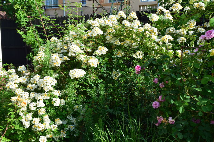 Helena Semiplena deja imensa cu mii de flori! - 2016 Trandafiri_Mai