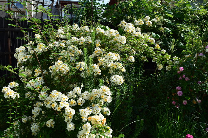 Helena Semiplena - 2016 Trandafiri_Mai