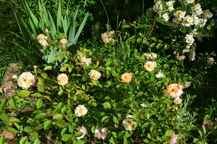 Buff Beauty_multumesc Sanflora ! - 2016 Trandafiri_Mai