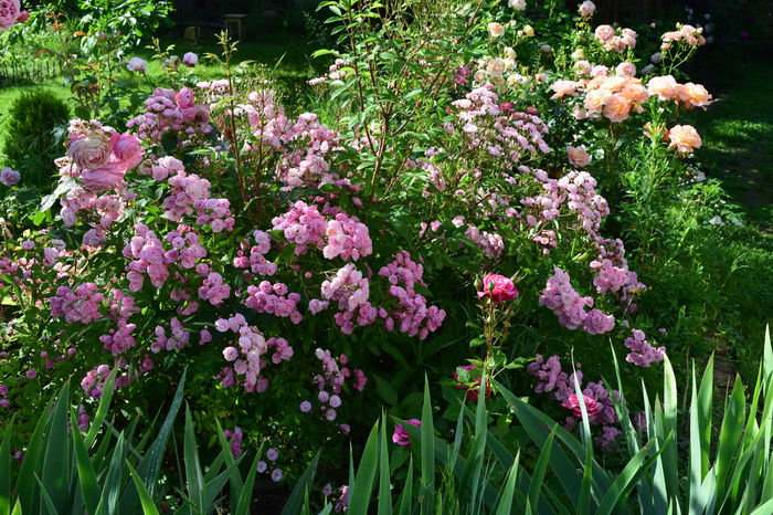 Heavenly Pink - 2016 Trandafiri_Mai