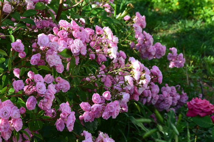heavenly Pink - 2016 Trandafiri_Mai