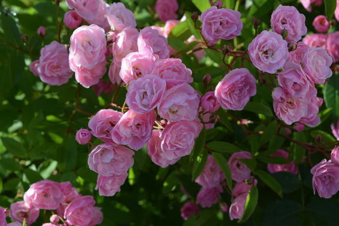 Heavenly Pink - 2016 Trandafiri_Mai