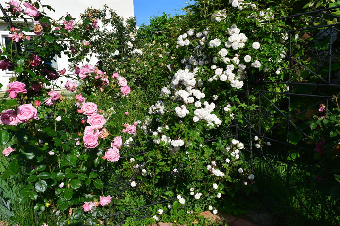 Coral Dawn si Felicitee et Perpetue - 2016 Trandafiri_Mai