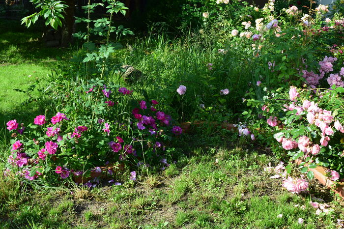 Rosa galica oficinalis - 2016 Trandafiri_Mai