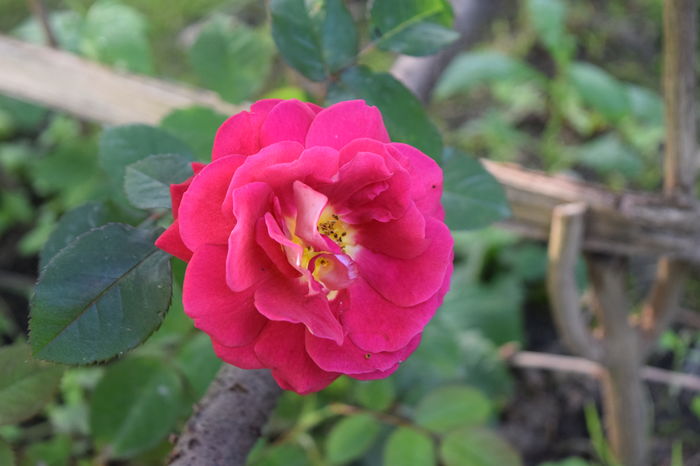Lamie de Jardin_multumesc Silvia - 2016 Trandafiri_Mai