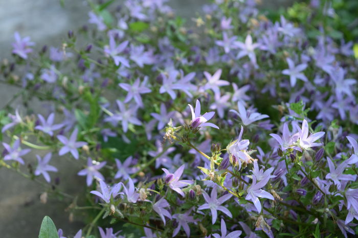 Campanula garganica - 2016 Trandafiri_Mai