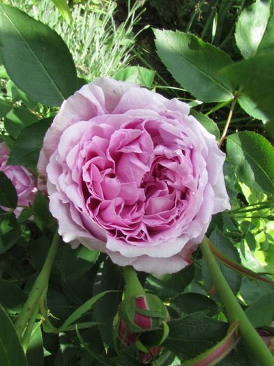 Souvenir de Mme Auguste Charles
