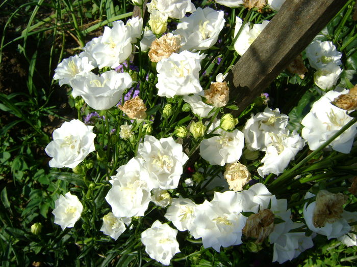 DSC02824 campanula de gradina - 0 Flori primavara - vara 2016