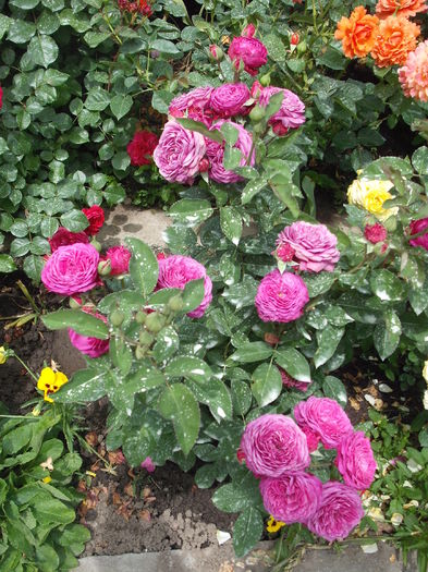 DSCF6017