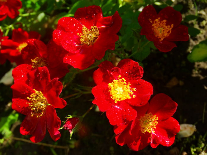 DSC08623 - Acoperitor Bienenwhide Rot