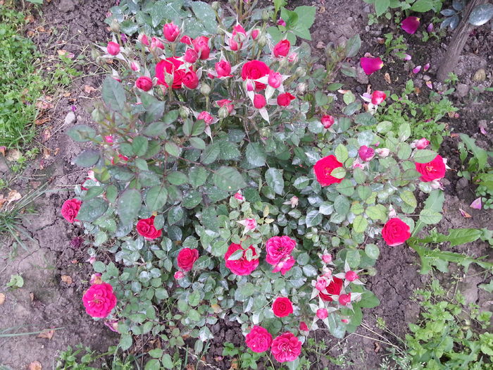 20160531_194321 - miniaturi