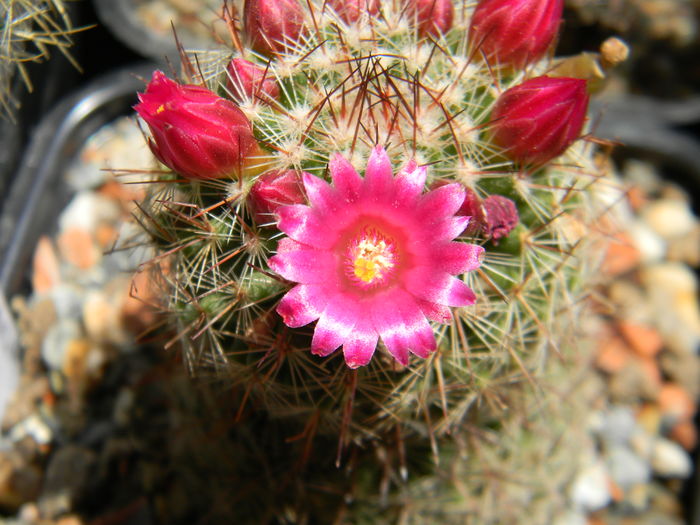 DSCN6554 - 05-Flori-Boboci-Fructe de cactus