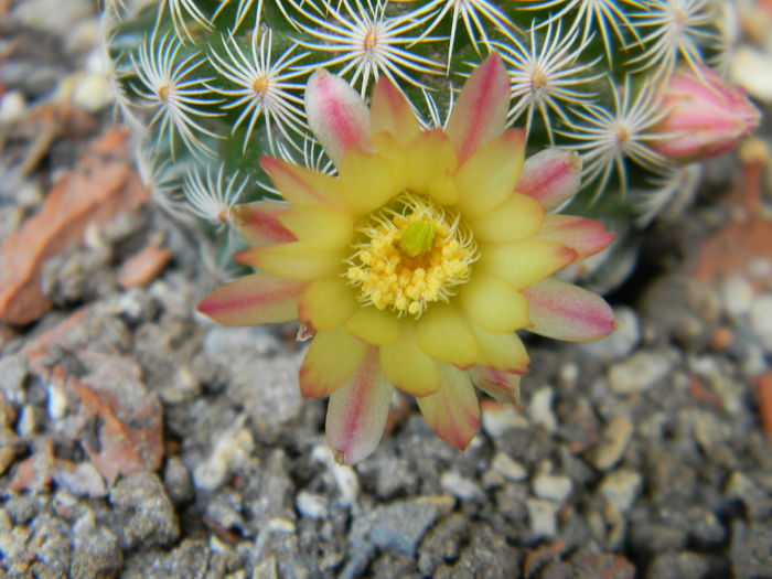 DSCN6563 - 05-Flori-Boboci-Fructe de cactus