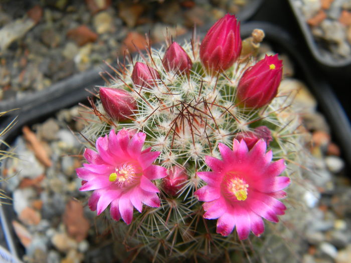 DSCN6567 - 05-Flori-Boboci-Fructe de cactus