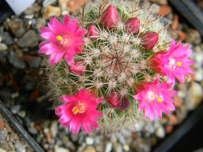 DSCN6615 - 05-Flori-Boboci-Fructe de cactus