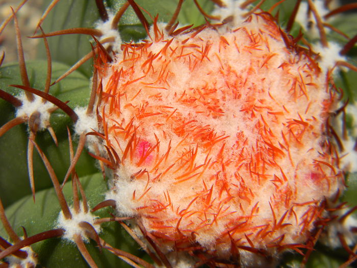 DSCN6817 - 05-Flori-Boboci-Fructe de cactus