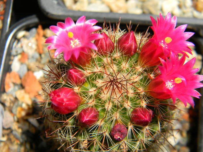 DSCN6819 - 05-Flori-Boboci-Fructe de cactus