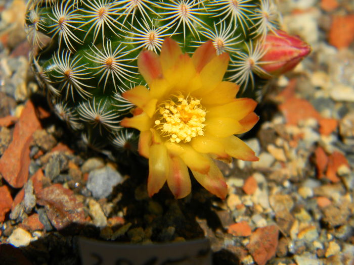 DSCN6821 - 05-Flori-Boboci-Fructe de cactus