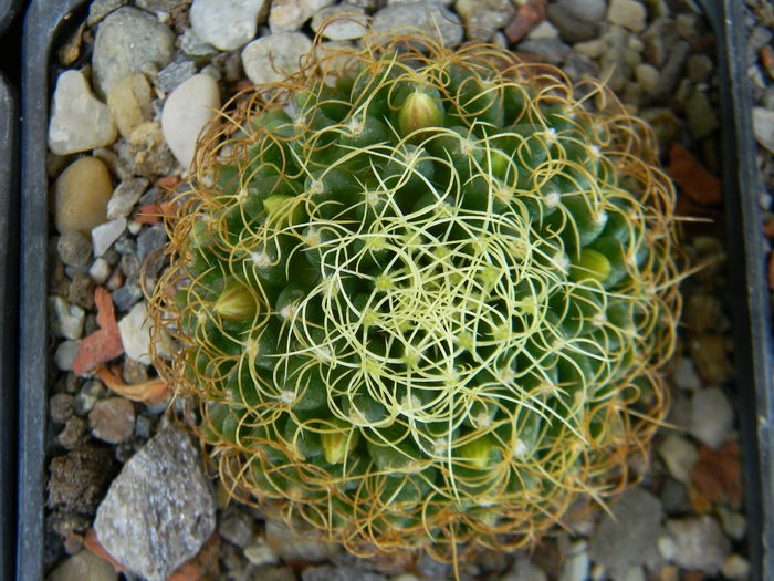 DSCN7018 - 05-Flori-Boboci-Fructe de cactus
