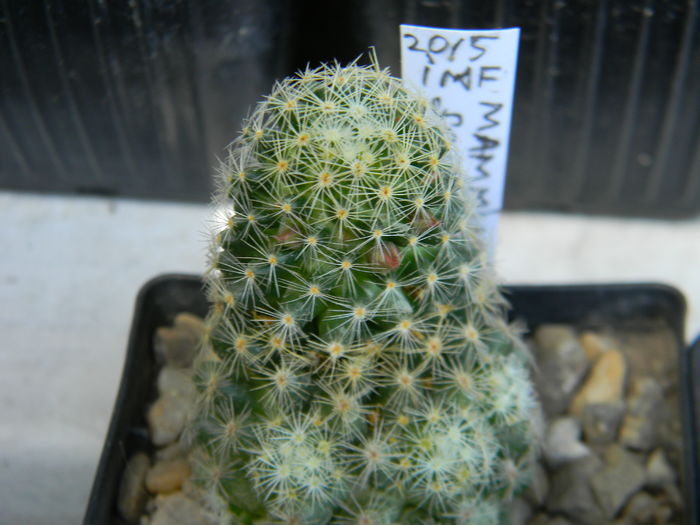 DSCN7020 - 05-Flori-Boboci-Fructe de cactus