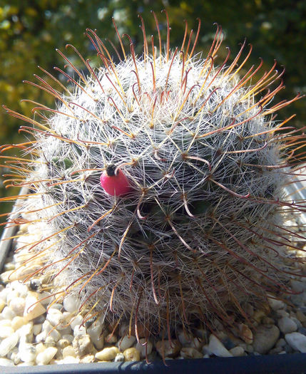 Mammillaria bocasana ssp. eschauzieri 1 (knebeliana)