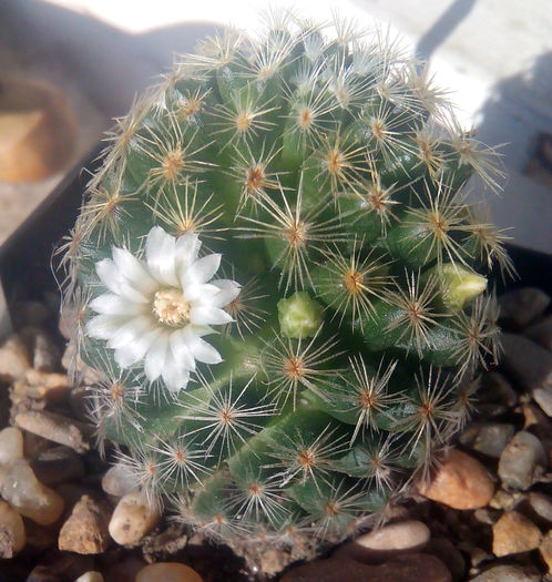 Mammillaria schiedeana v. albiflora 2